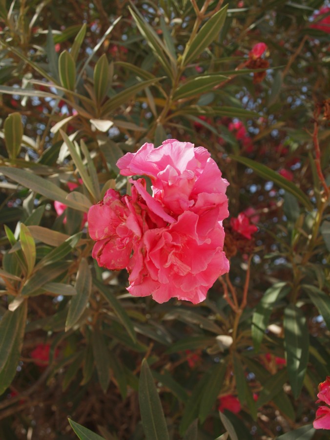 OLYMPUS DIGITAL CAMERA