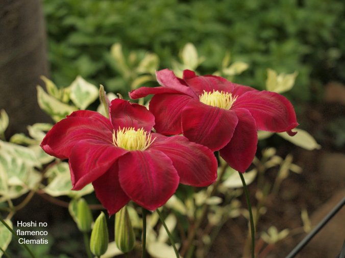 99424735_3416410455054479_3145746352395255808_o