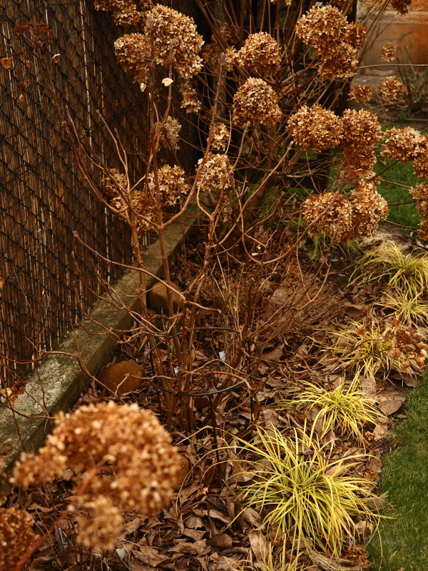 Wszystko o cięciu Hortensji