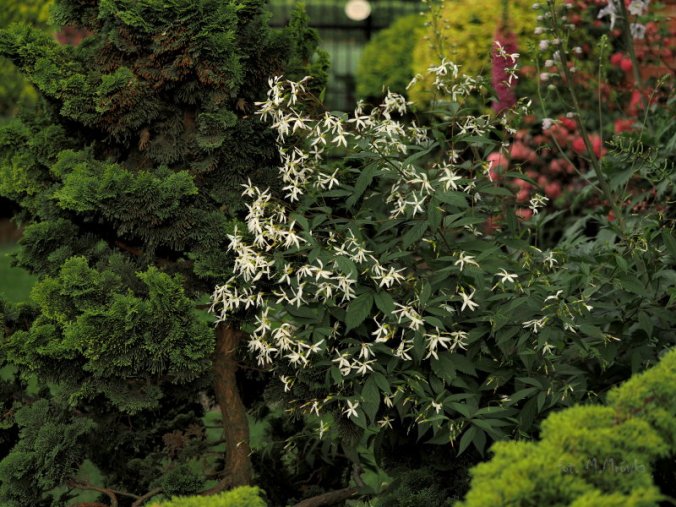 Gileniaa trójlistkowa