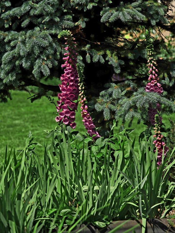 Naprastnica - roslina dwuletnia, rewelacyjnie nadająna się do uprawy na rabatach jaki i w donicach na tarasie. Bardzo miododajna i przyciagająca wswoim niebanalnym wyglądem. Jak ja uprawiać?... Zapraszam na blog. Miłego dnia.