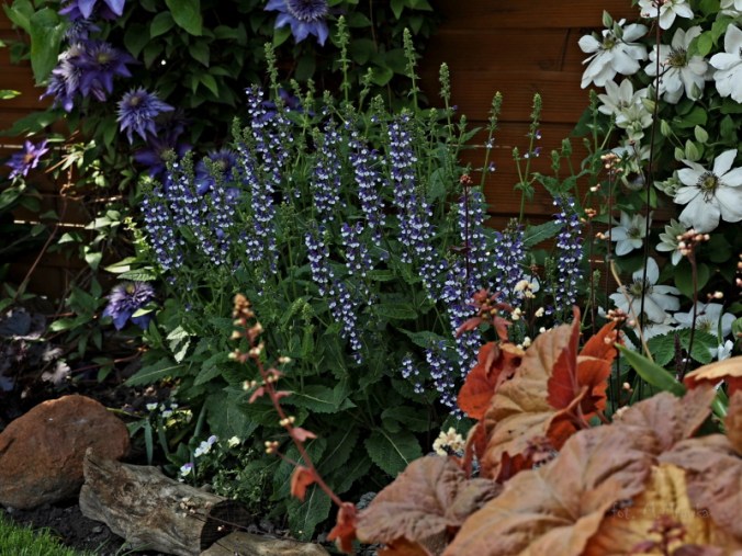 szałwia z serii Color Spires "Azure Snow"